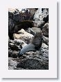 Incorrectly named Galapagos Fur Seals, they are really Sea Lions with  external ear-like pinnae flaps